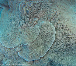 Hard corals